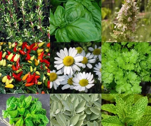 طبیعت؛ کیفیتی که لمس می‌کنید